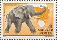 African Elephant (Loxodonta africana)