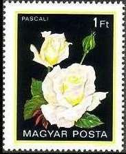 Pascali