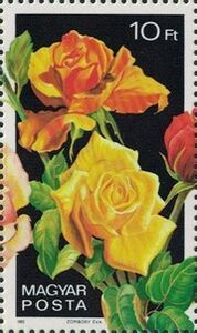 Bouquet of Roses