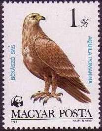 Lesser Spotted Eagle (Aquila pomarina)