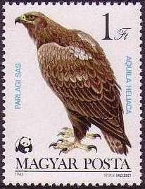 Eastern Imperial Eagle (Aquila heliaca)
