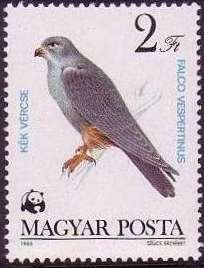 Red-footed Falcon (Falco vespertinus)