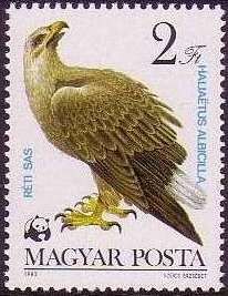 White-tailed Eagle (Haliaeetus albicilla)
