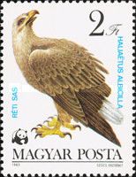 White-tailed Eagle (Haliaeetus albicilla)
