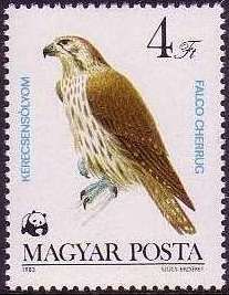 Saker Falcon (Falco cherrug)