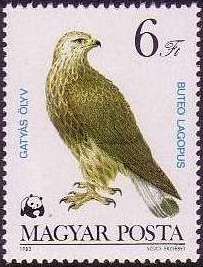 Rough-legged Hawk (Buteo lagopus)