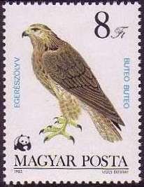 Common Buzzard (Buteo buteo)