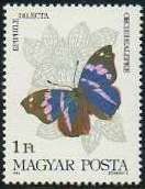 Dilecta Banner (Epiphile dilecta)