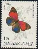 Sara Longwing (Agra sara)