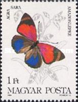 Sara Longwing (Agra sara)