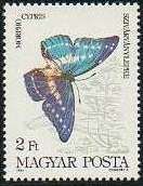 Cypris Morpho (Morpho cypris)