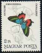 Metallic Italian Flag (Ancyluris formosissima)