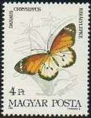 African Monarch (Danaus chrysippus)