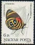 Cynosura Eighty-eight (Catagramma cynosura)
