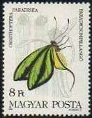 Paradise Birdwing (Ornithoptera paradisea)
