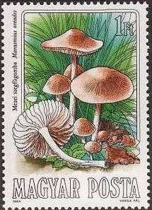 Marasmius oreades