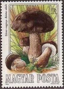 Cep (Boletus edulis)