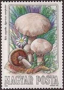 Field Mushroom (Agaricus campester)
