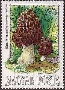 Morchelia esculenta