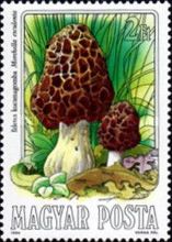 Common Morel (Morchelia esculenta)