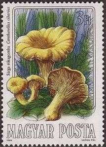 Cantharelius cibarius