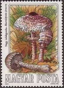 Macrolepiota procera