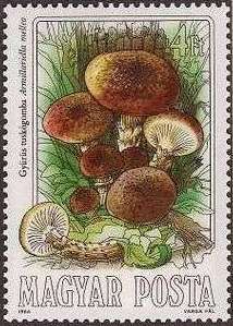 Armillariella mellea