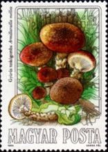 Honey Fungus (Armillariella mellea)