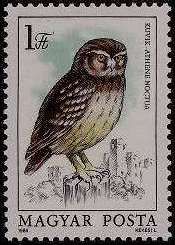Little Owl (Athene noctua)