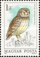 Little Owl (Athene noctua)
