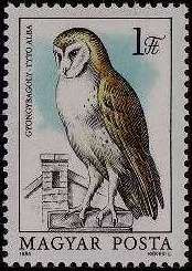 Barn Owl (Tyto alba)