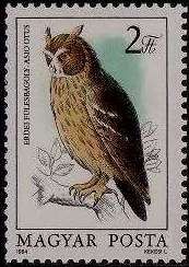Long-eared Owl (Asio otus)