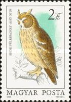 Long-eared Owl (Asio otus)