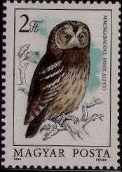 Tawny Owl (Strix aluco)