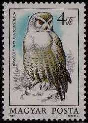 Snowy Owl (Nyctea scandiaca)