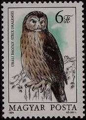 Ural Owl (Strix uralensis)