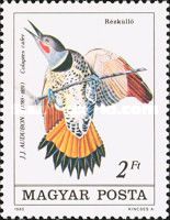Red-shafted Flicker (Colaptes cafer)