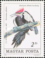 Pileated Woodpecker (Dryocopus pileatus)