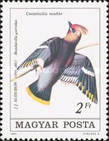 Bohemian Waxwing (Bombycilla garrulus)