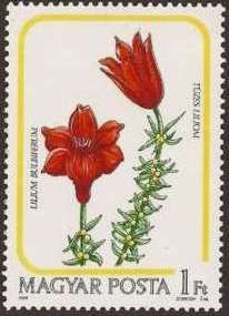 Red Lily (Lilium bulbiferum)