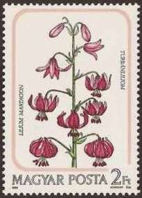 Turk's-cap Lily (Lilium martagon)