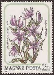 Dog's Tooth Violet (Erythronium denscanis)