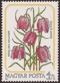 Snake's-head Fritillary (Fritillaria meleagris)