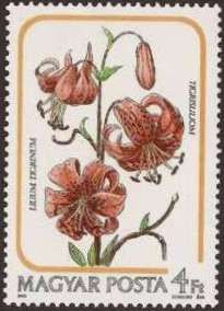 Tiger Lily (Lilium tigrinum)
