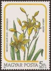 Day Lily (Hemerocallis lilioasphodelus)
