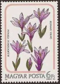 Bulbocodium vernum