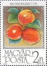 Apricots