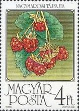 Raspberries