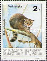Wildcat (Felis silvestris)