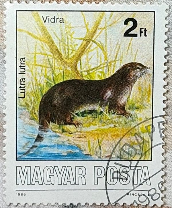 Eurasian Otter (Lutra lutra)